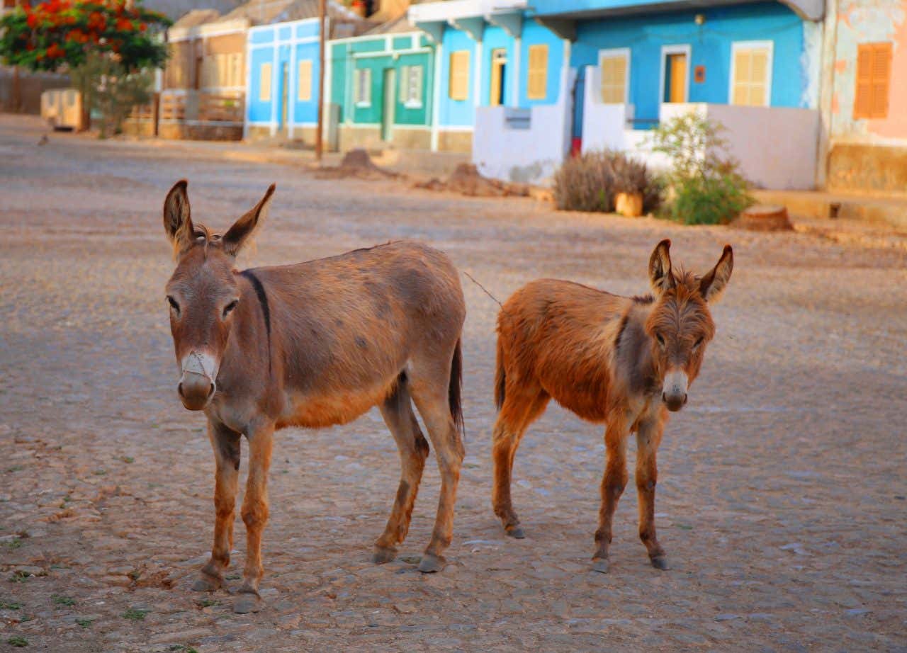 Deux ânes dans une rue aux maisons colorées à Vila do Maio