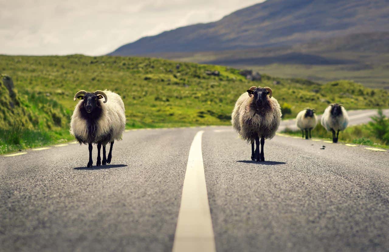 Des moutons en liberté, marchant sur une route d'Irlande