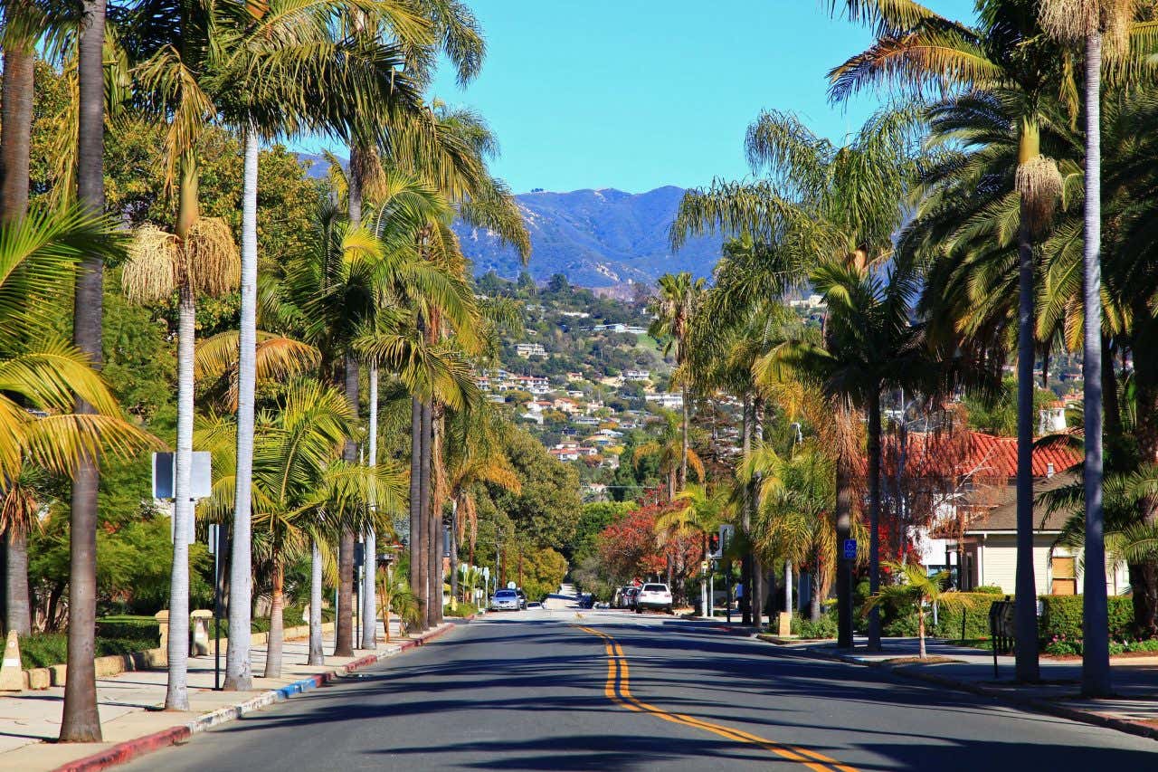 A street in Santa Barbara seen from ground level, lined with Palm trees and with buildings on the hills in the background.