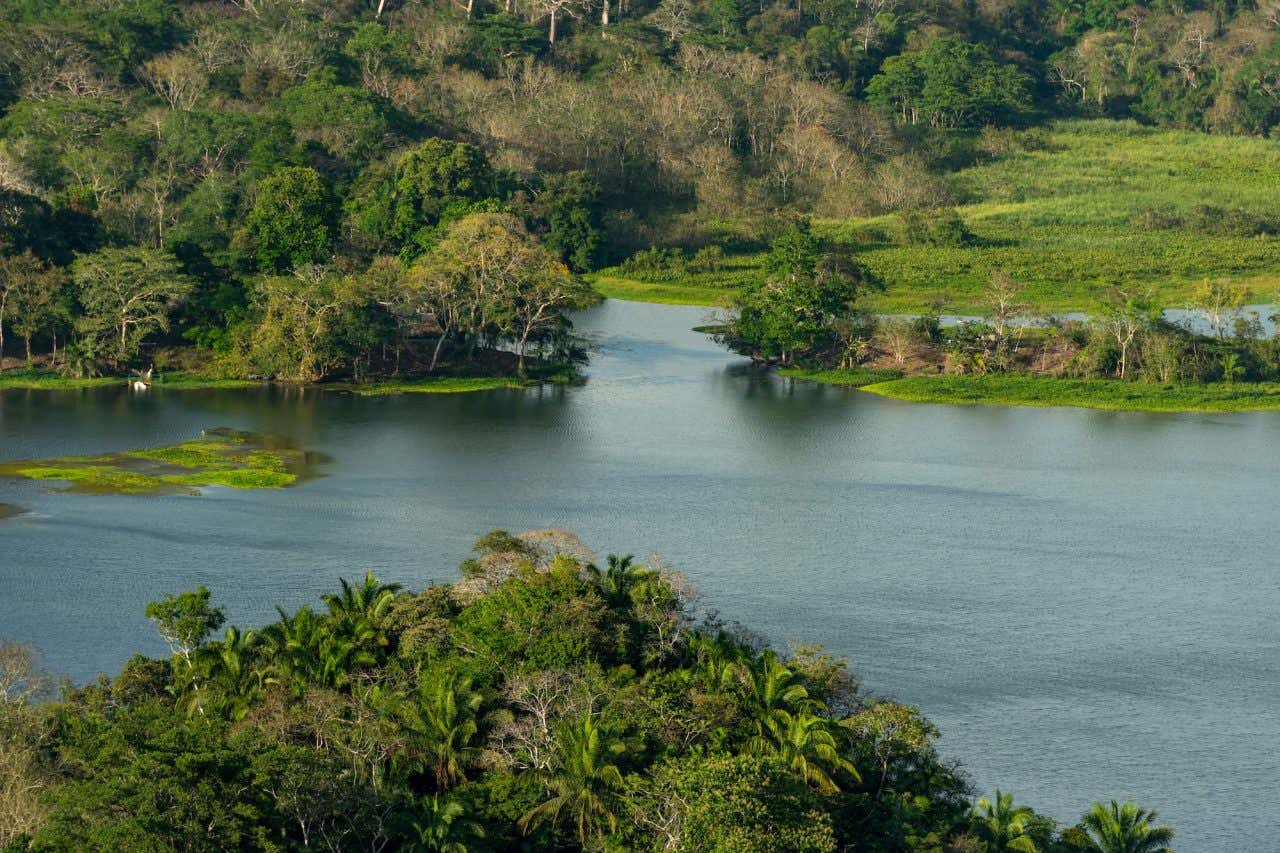 A floresta tropical em Gamboa, ao longo do Canal do Panamá