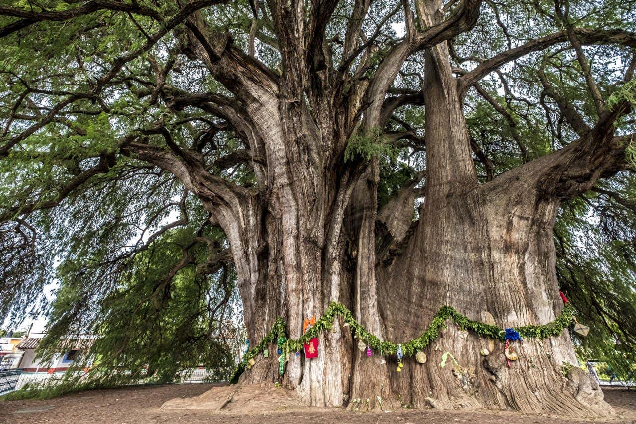The Árbol del Tullo tree, wrapped in garlands.