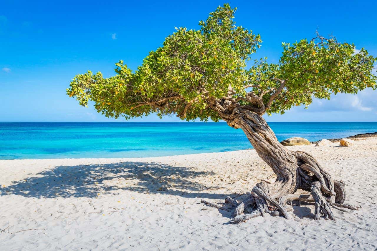 Uma árvore div-divi inclinada na areia branca com água turquesa ao fundo
