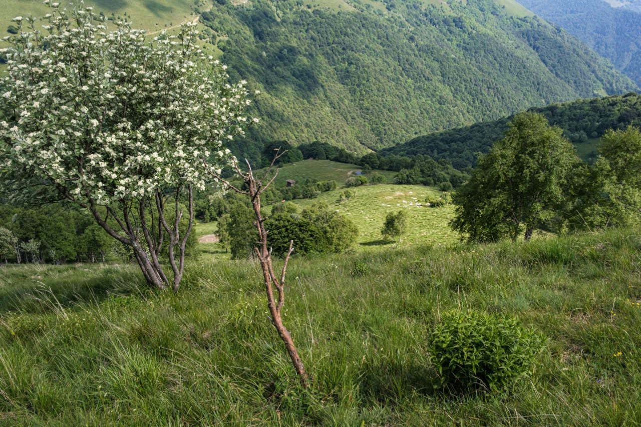 Una vallata verdeggiante con alberi in fiore, circondata da alte montagne ricoperte di boschi in una giornata di sole