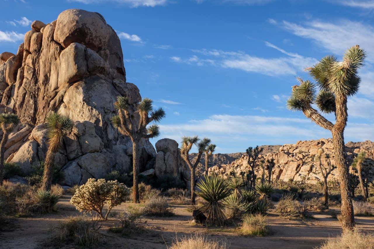A desert area in Joshua Tree National Park with a blue cloudy sky in the background.
