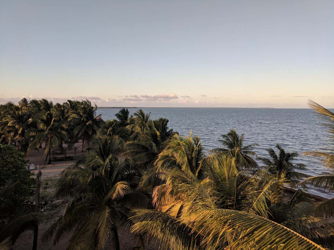 An aerial view of palm trees on the seaside and an orange sky in the background.