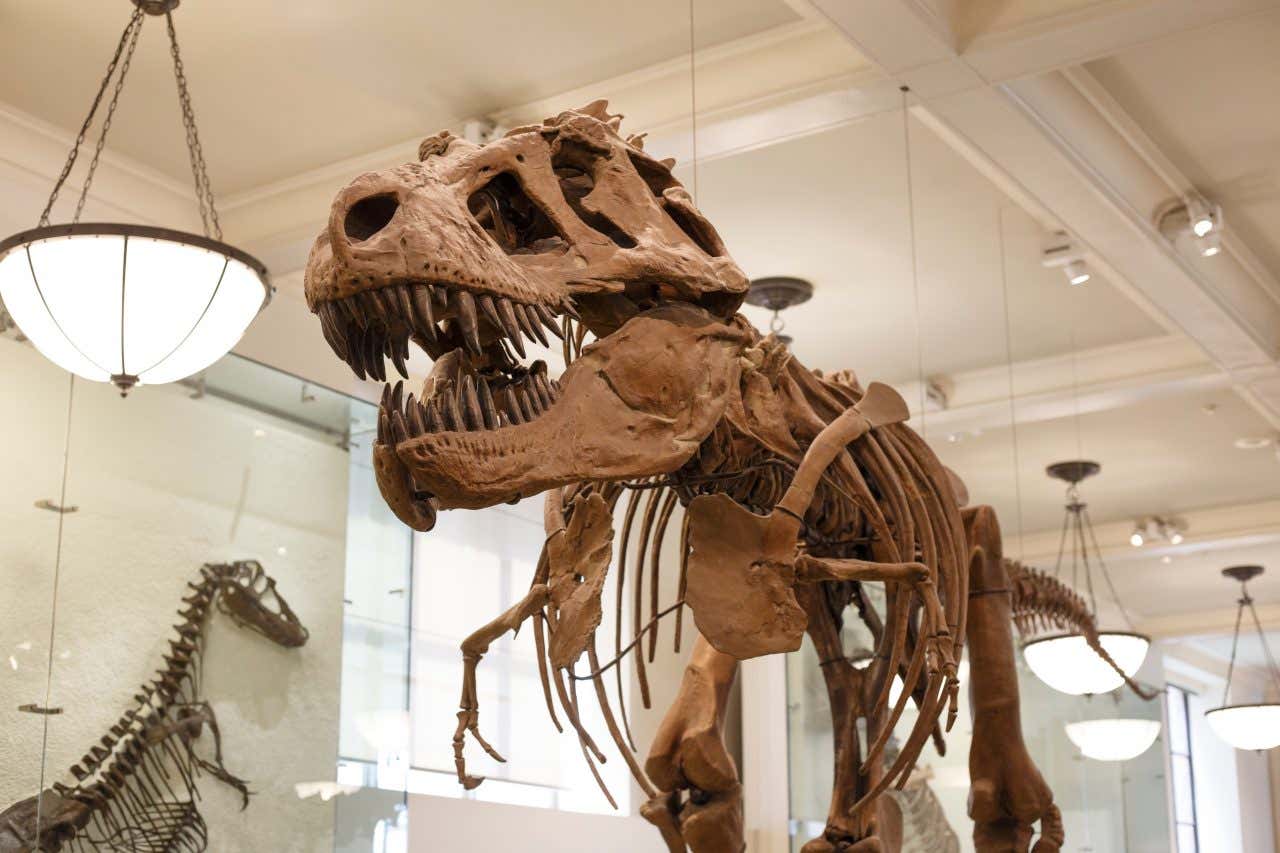 A T-Rex skeleton in a museum.