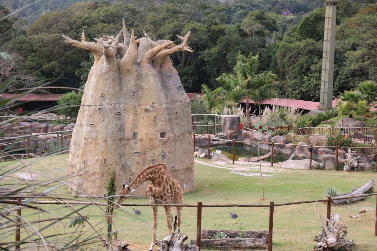 Espaço das girafas no Animália Park com um tronco de baobá ao centro