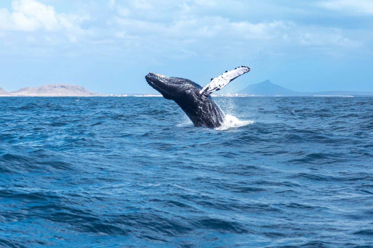 Une baleine sautant dans l'eau au large de Boa Vista