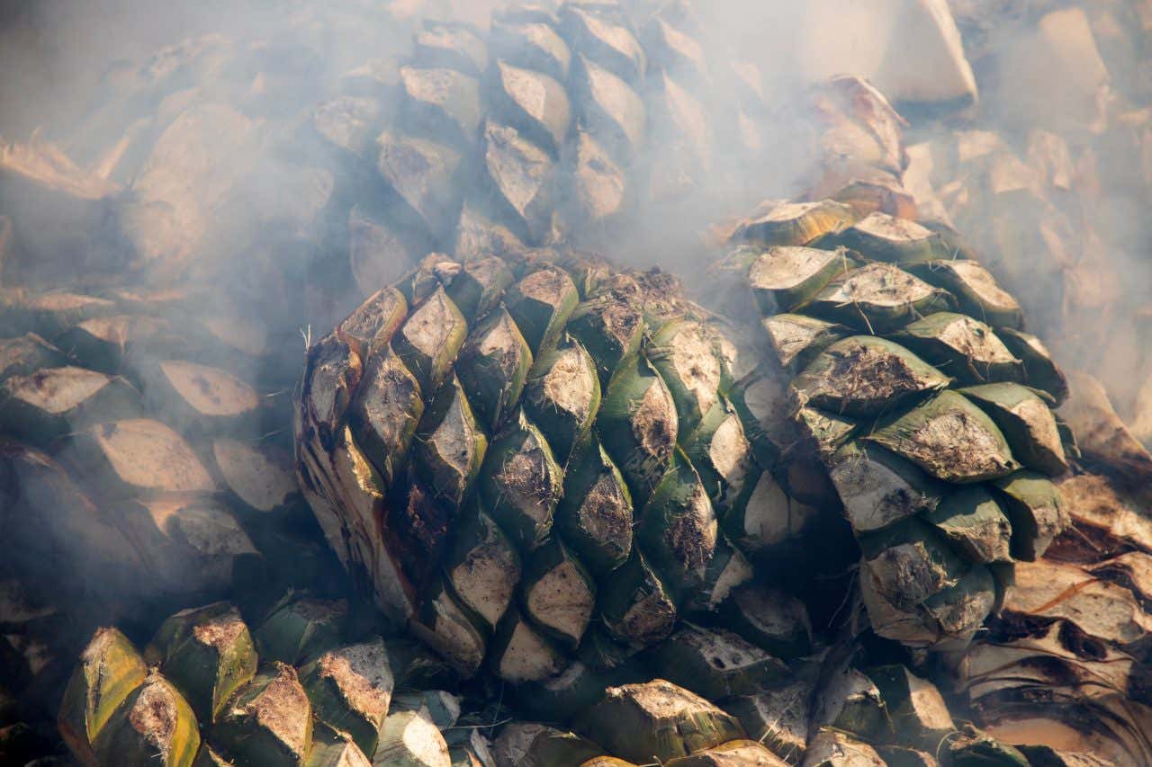 Agave being heated up during the Mezcal production process.