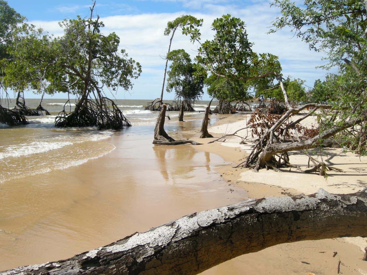 Praia repleta de mangues