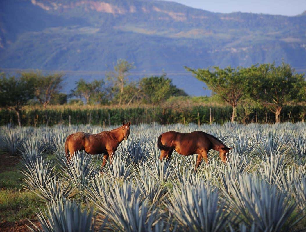 Caballos en un campo de agave en Oaxaca