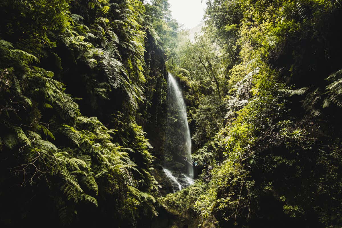 Una cascada cayendo de forma natural en mitad de un bosque muy verde repleto de árboles y helechos de gran tamaño