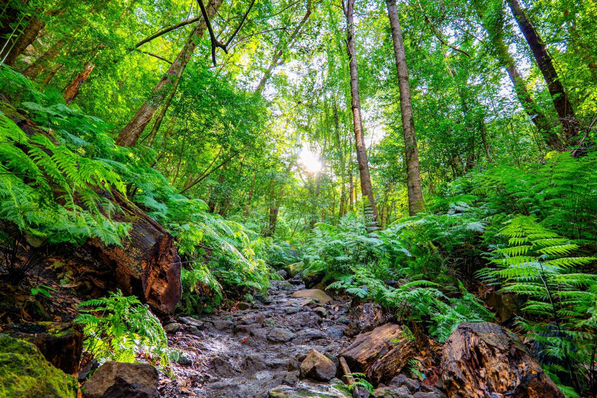 Un sendero de piedras rodeado de helechos y árboles característicos de la laurisilva de La Palma