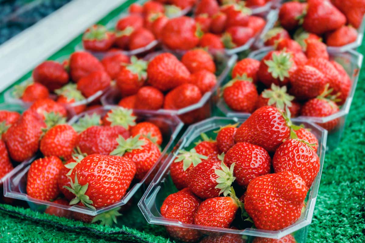 Varias cestas de plástico con fresas de un color rojo intenso