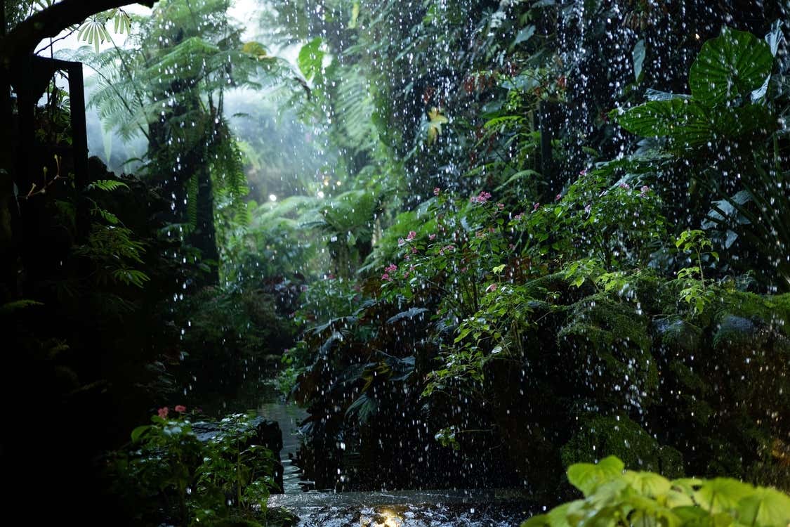 Una selva frondosa y verde en la que se ve la lluvia