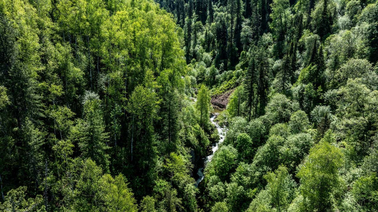 Vista aérea de un pequeño río rodeado de grandes árboles