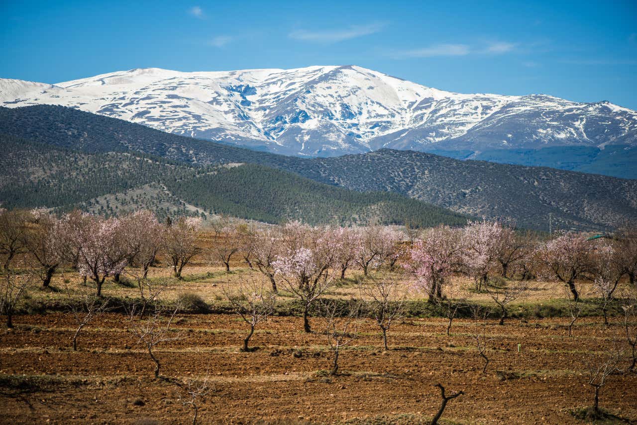 Árboles secos con una gran montaña nevada al fondo