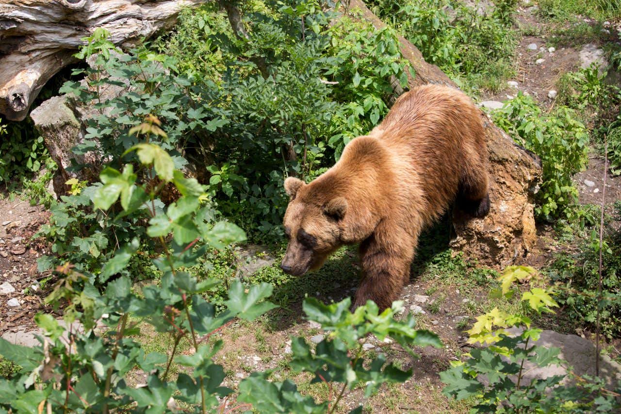Un orso dal pelo fulvo in un ambiente boschivo all'interno dello zoo alpino di Innsbruck
