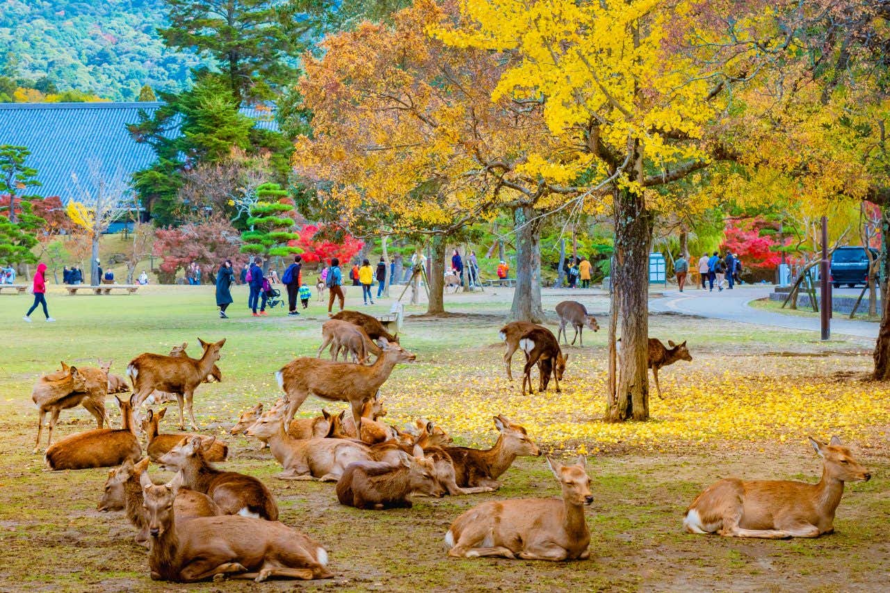 Sika deer are resting and grazing in a grassy area of Nara Park, Japan, during autumn. Trees with yellow and orange foliage are scattered throughout the park, and several people are visible walking in the background.