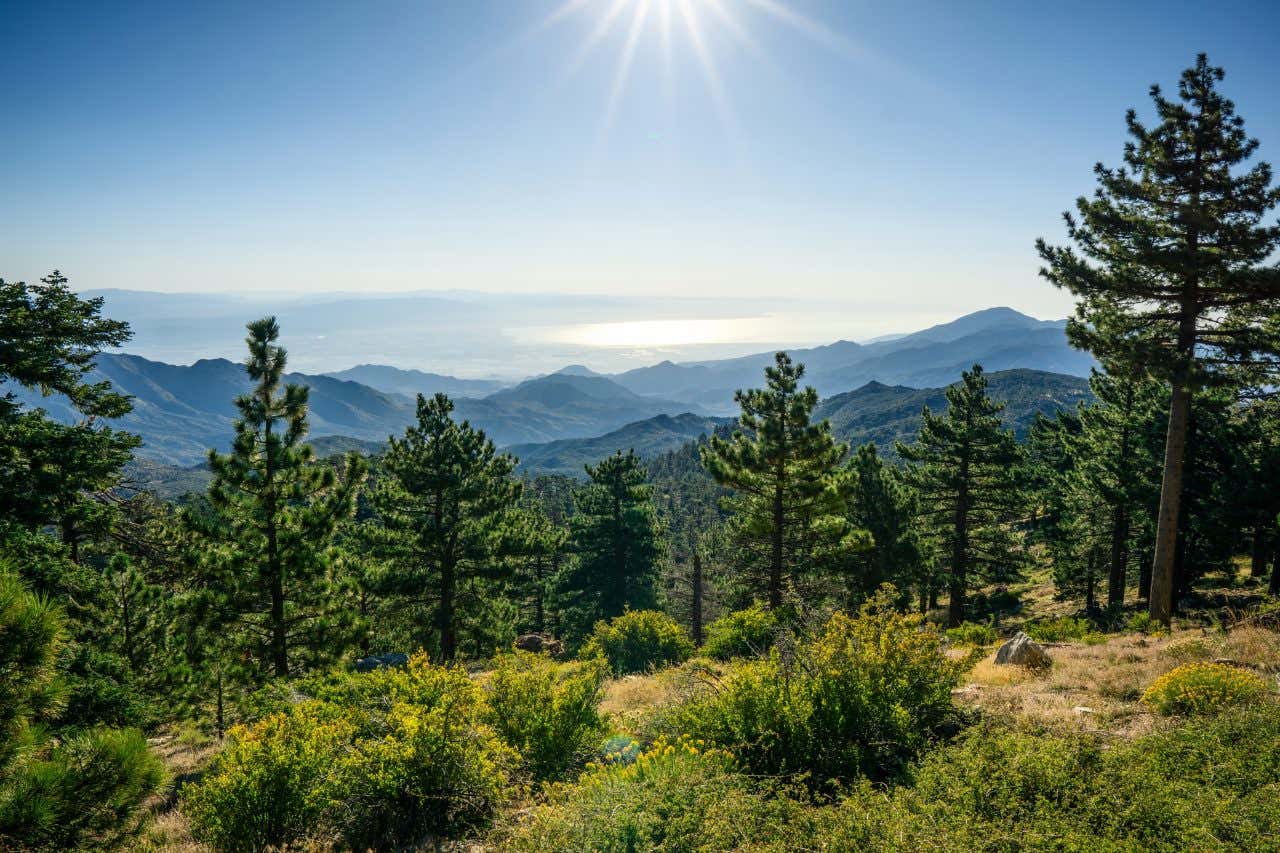 A panoramic view of a mountainous landscape with a forest of green pine trees in the foreground. Rolling hills extend into the distance, with a body of water (likely the ocean) visible on the horizon under a bright sun.