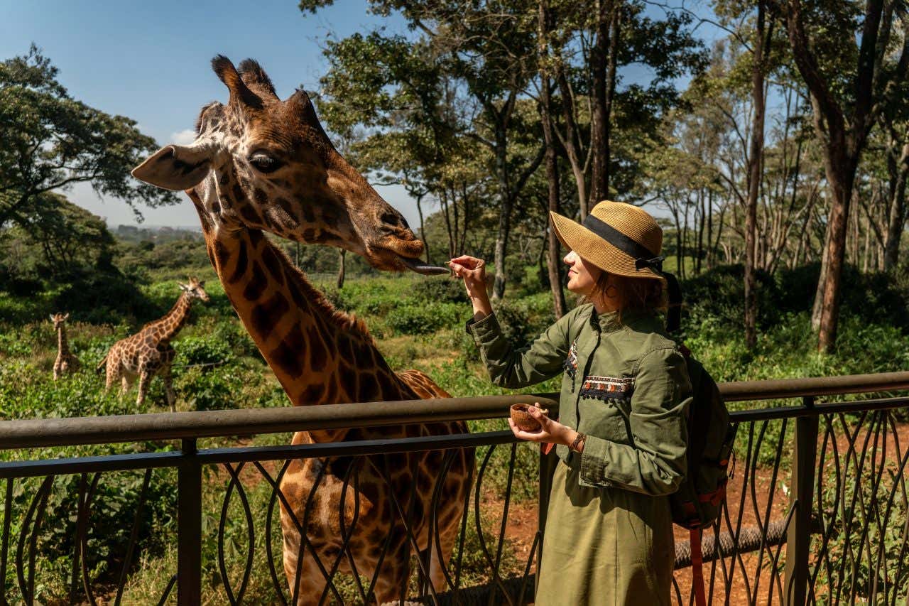 Une femme donnant à manger à une girafe du Giraffe Centre, une activité incontournable, à faire lors de votre lunde de miel au Kenya