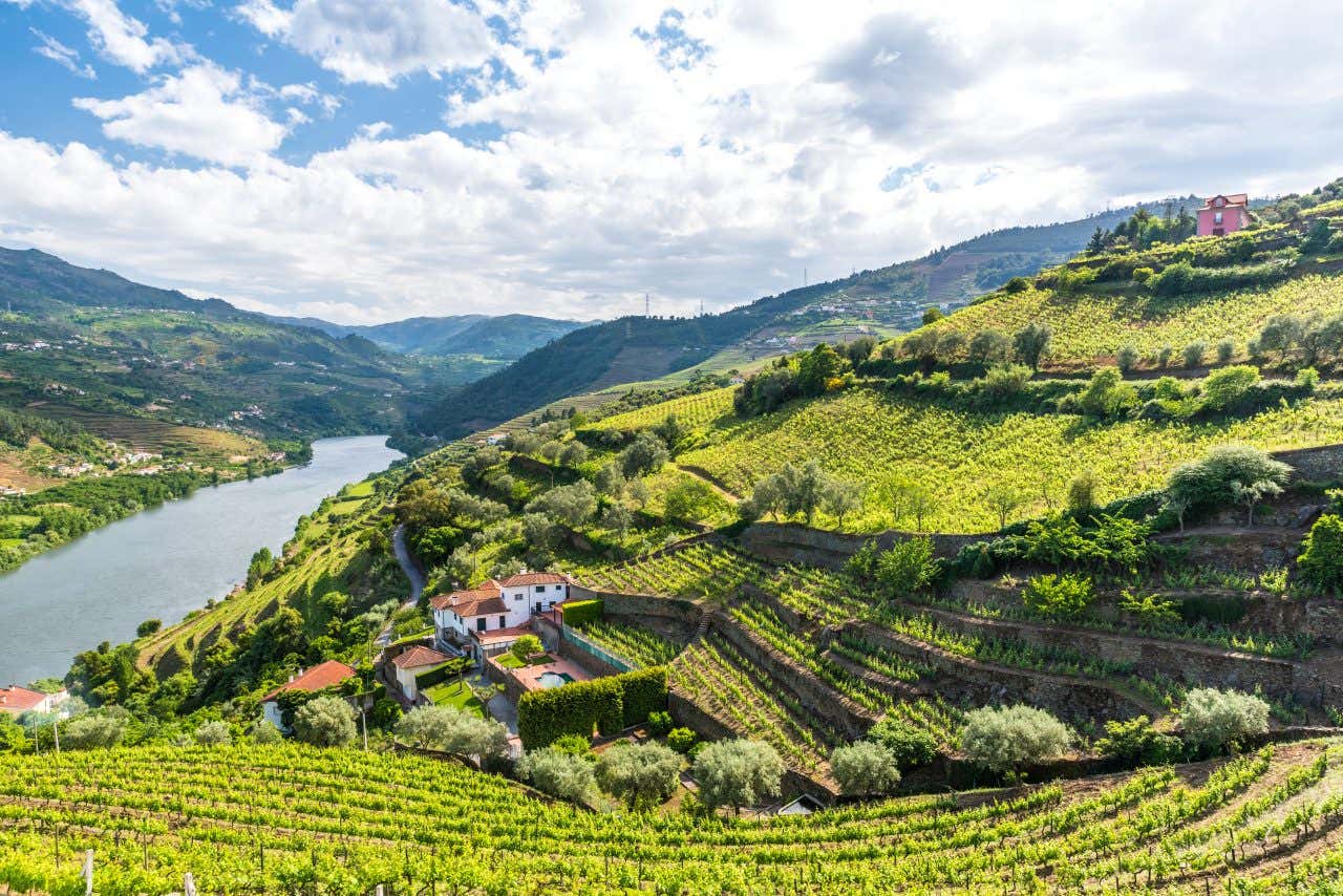 Vue sur les vignes en terrasses dans la Vallée du Douro, un lieu où aller au Portugal
