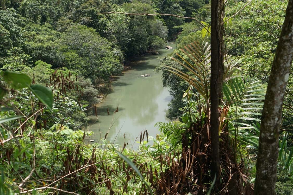 Un río rodeado por una frondosa vegetación