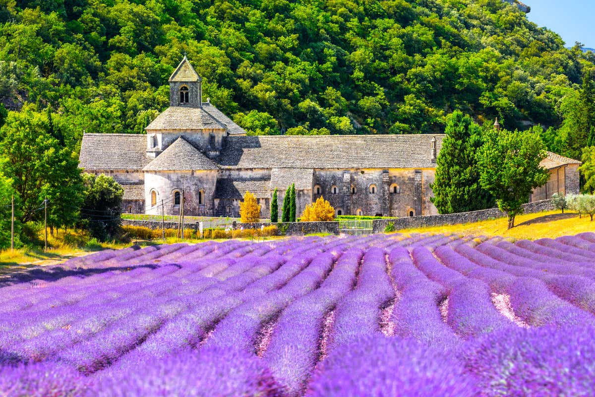 Campo de lavanda con una abadía medieval de fondo
