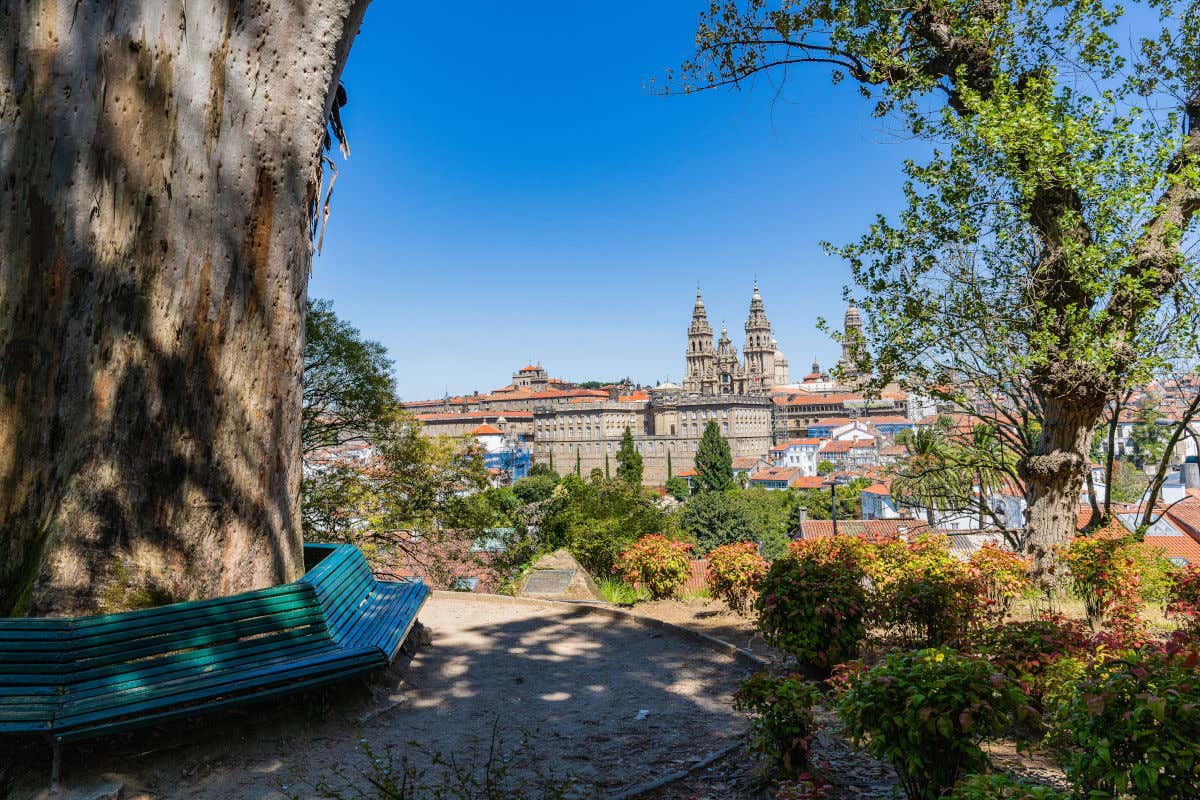 Un gran árbol rodeado de bancos con vistas a las torres de la catedral de Santiago de Compostela