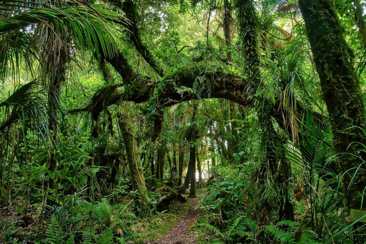 Un sendero cubierto de densa selva tropical en el Parque Nacional Kahurangi de Nueva Zelanda