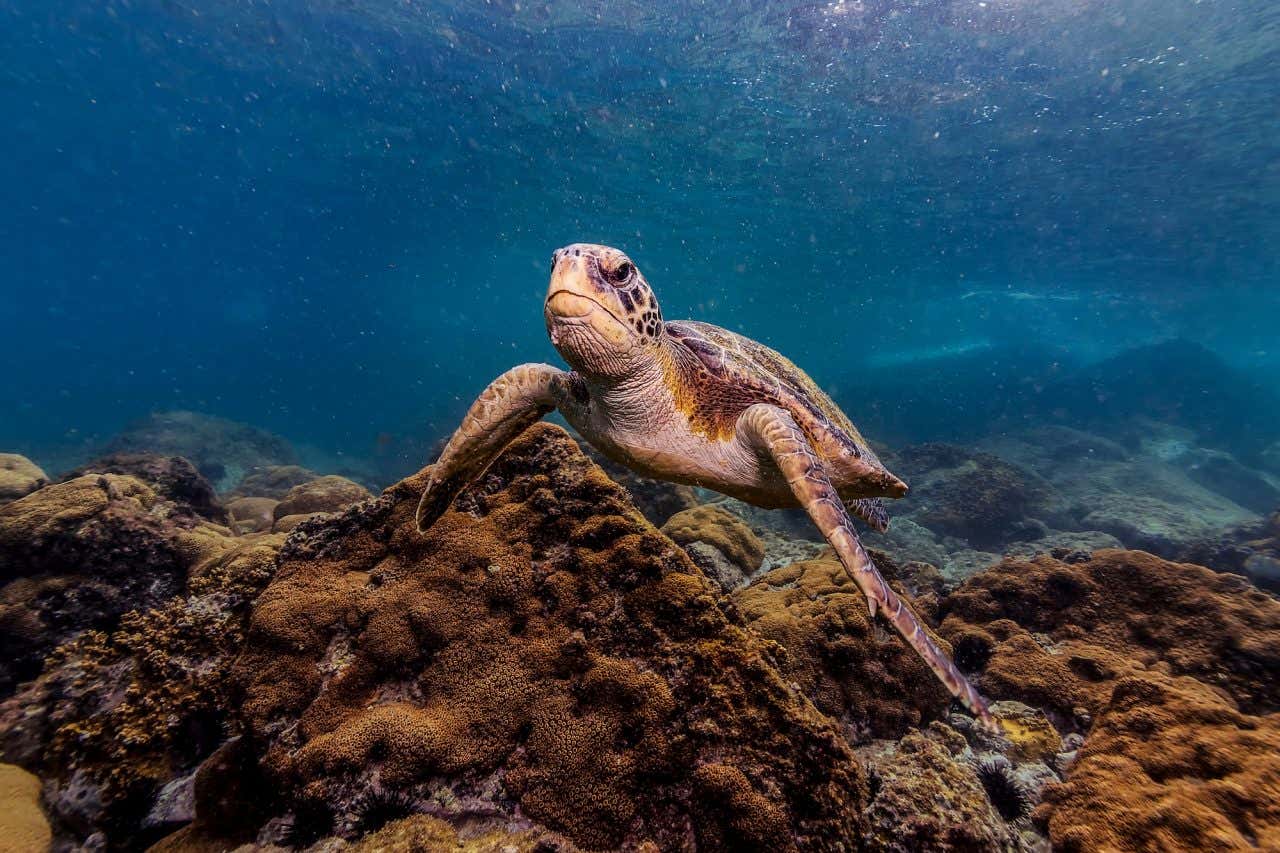 Uma tartaruga marinha debaixo d'água sobre recifes, um plano divertido para fazer em Arraial do Cabo