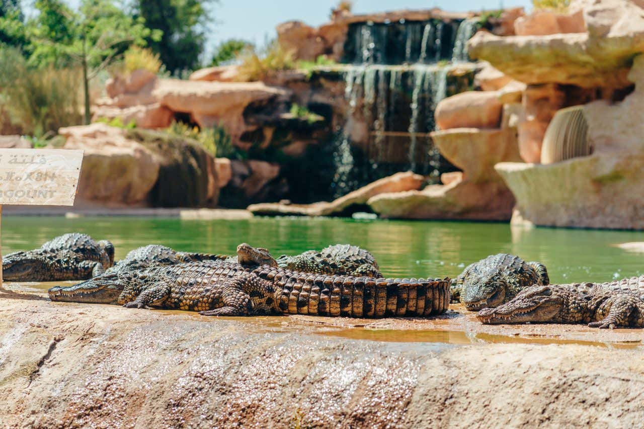 Crocodiles du Crocoparc, une activité idéale à faire en famille à Agadir