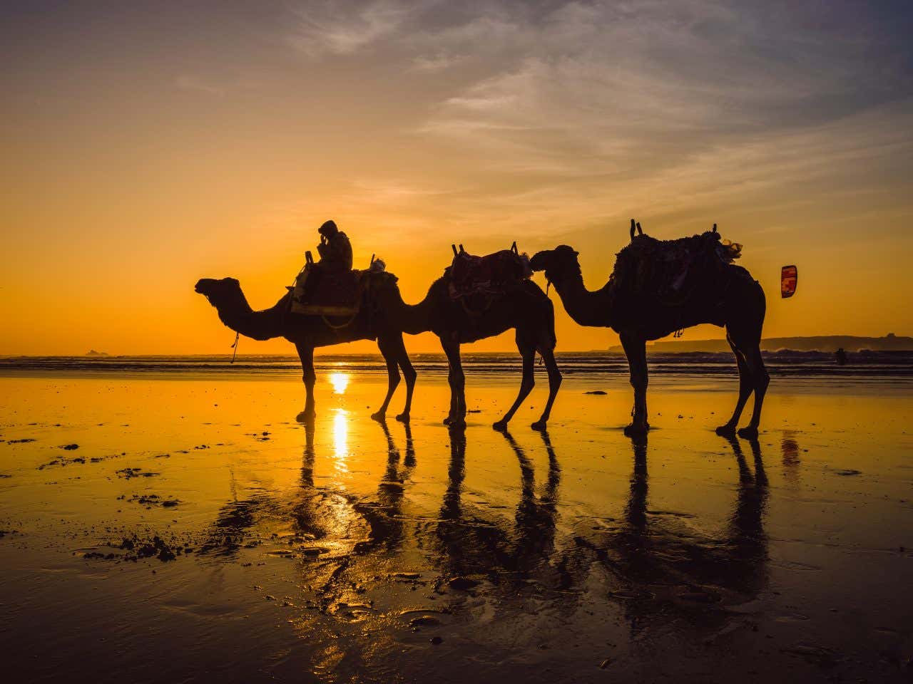 Trois dromadaires sur la plage au coucher du soleil