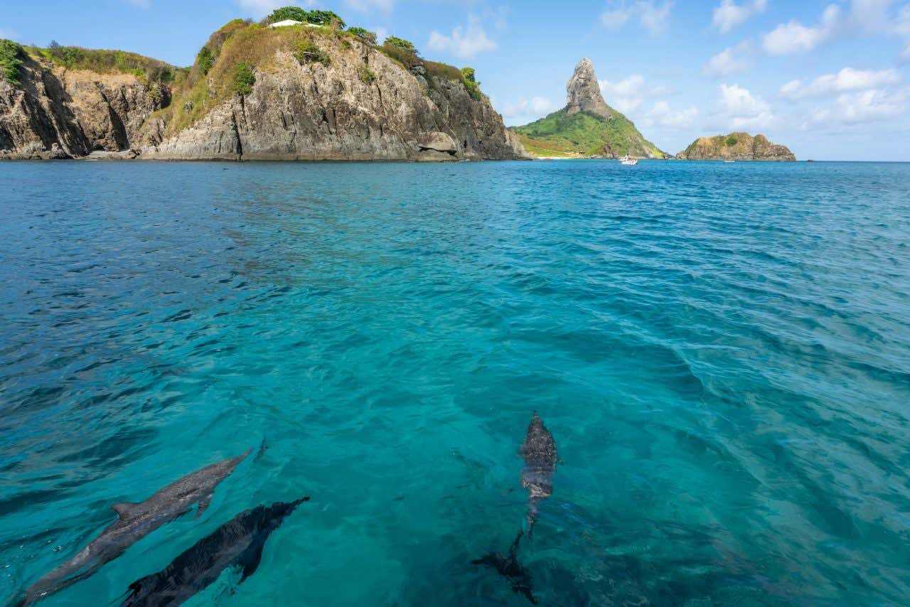Três golfinhos nadando nas águas turquesas de Noronha