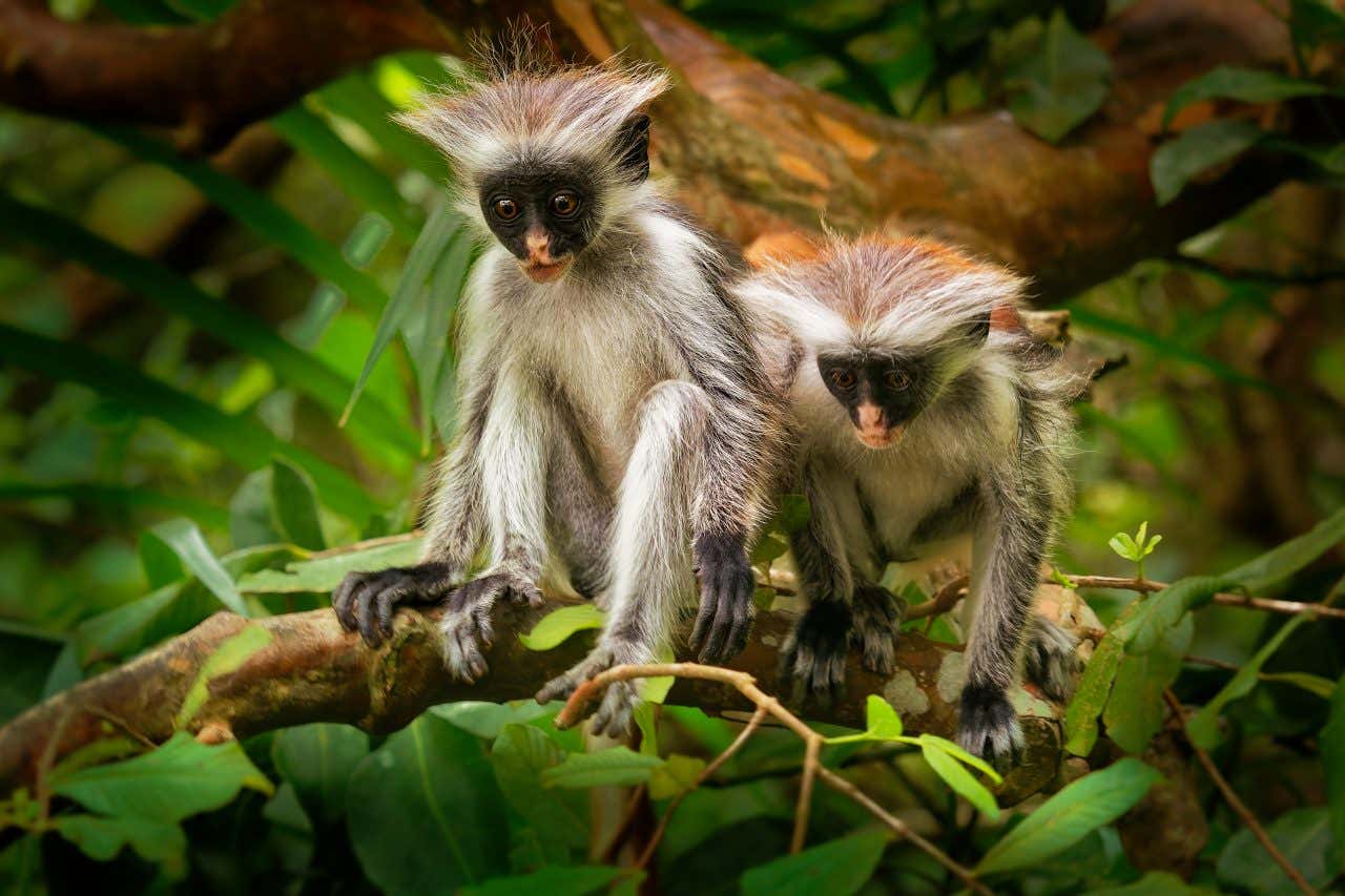 Deux colobes rouges sur une branche dans la forêt de Jozani, une visite à faire absolument à Zanzibar