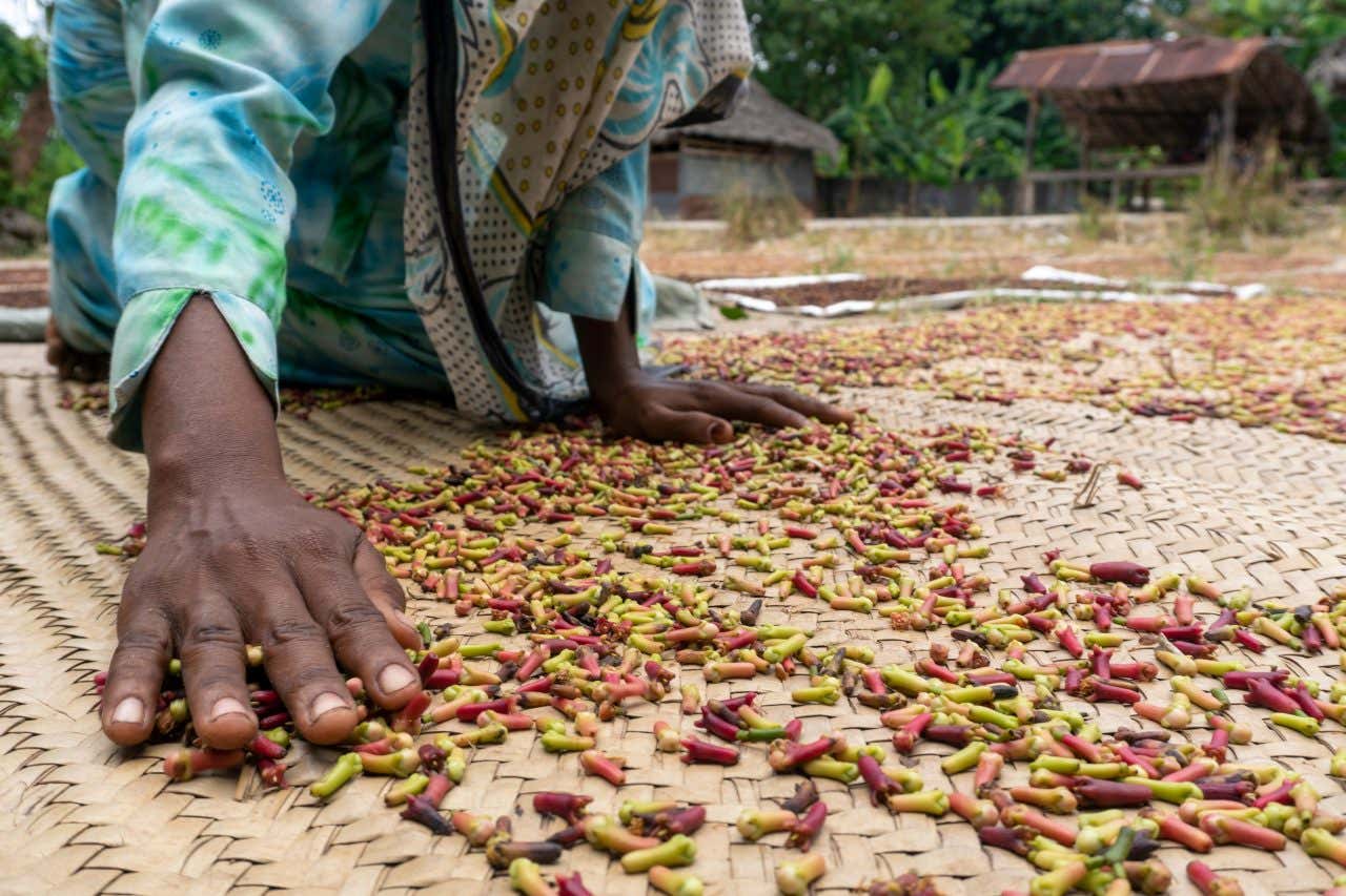 Mians d'une femme  étalant des épices sur une natte dans une ferme aux épides