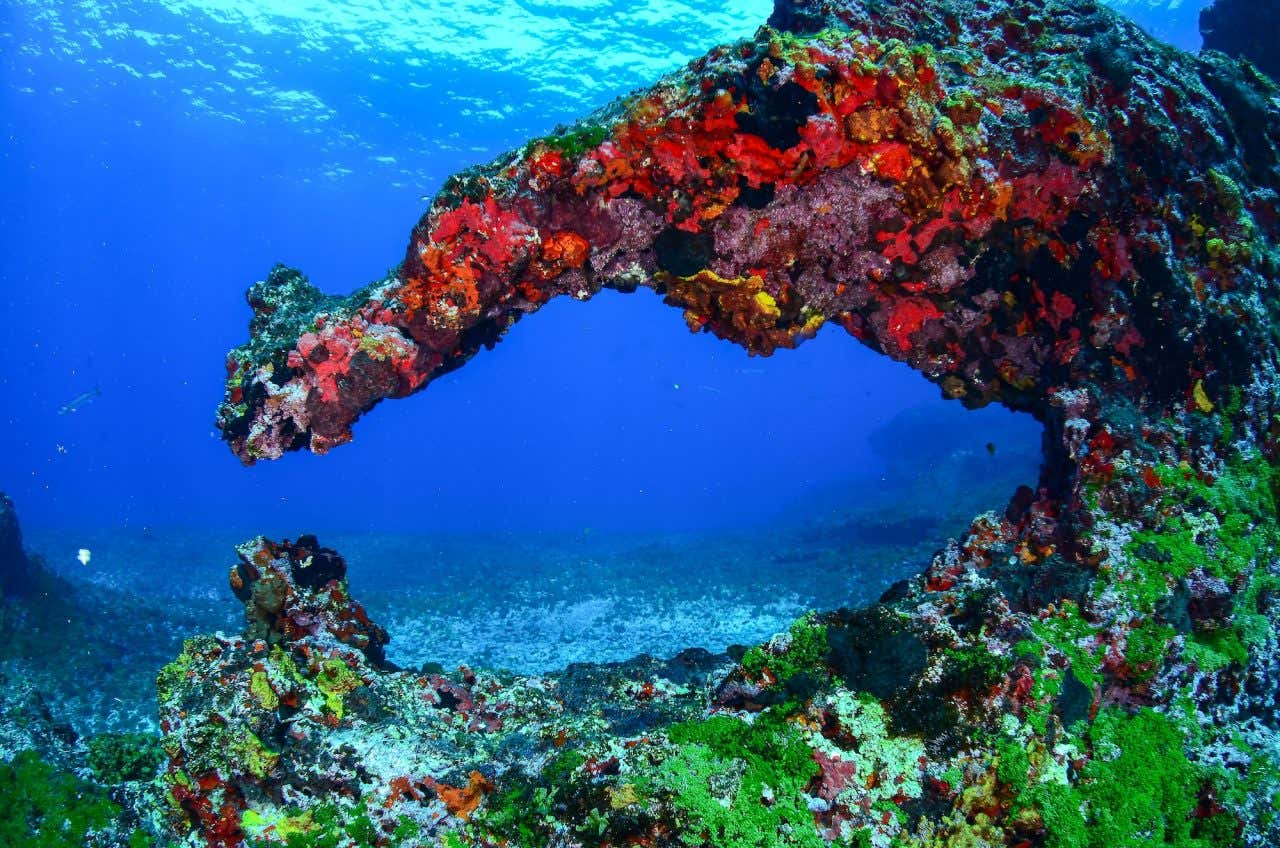 Corais coloridos em Fernando de Noronha