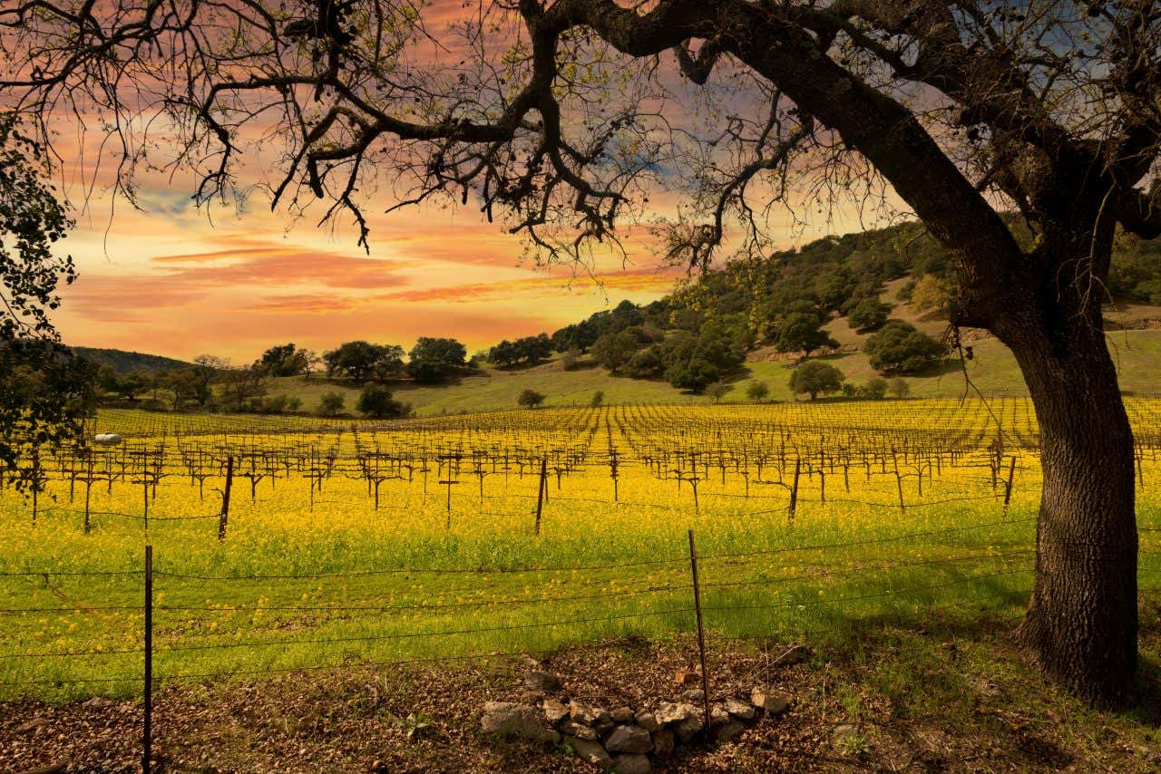 A vineyard with rows of grapevines in a green field, framed by a large tree in the foreground. Rolling hills with scattered trees are in the background under a sky with orange and yellow hues, possibly at sunrise or sunset.