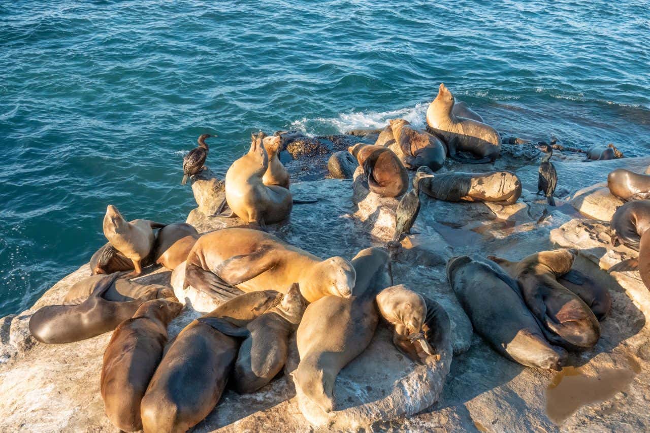 Un gruppo di leoni marini sdraiati sugli scogli di La Jolla Beach di San Diego