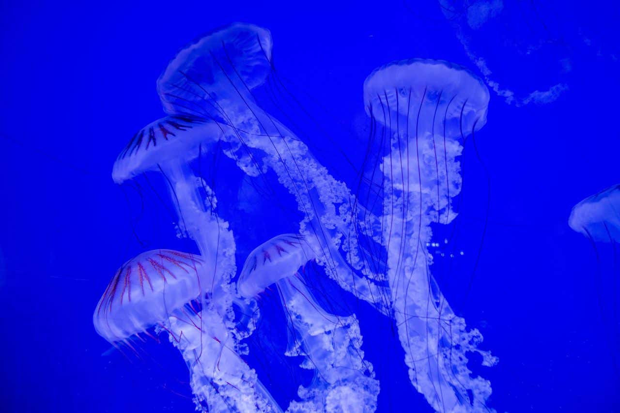Méduses à l'aquarium de La Rochelle, une visite à faire à La Rochelle