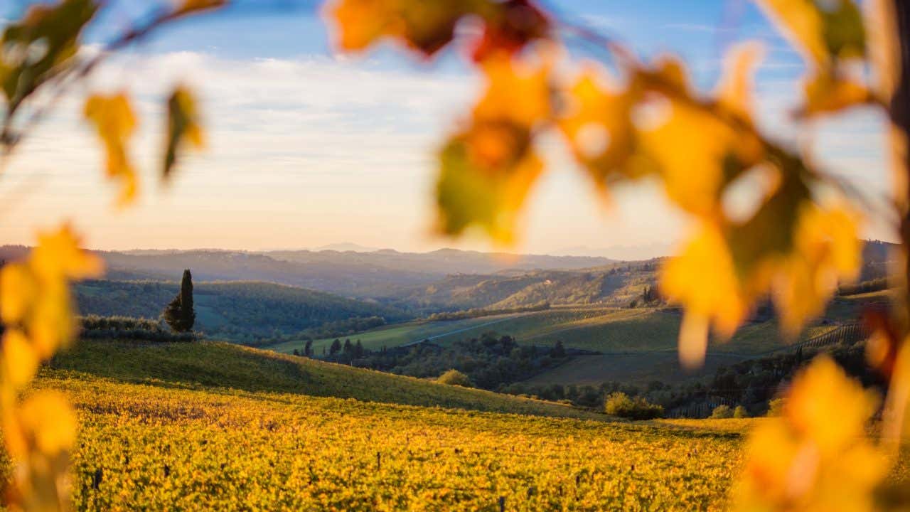 Paesaggio autunnale della Valle del Chianti in ottobre, con colline ondulate, vigneti dorati e foglie giallo-arancioni in primo piano, illuminate dalla luce calda del tramonto