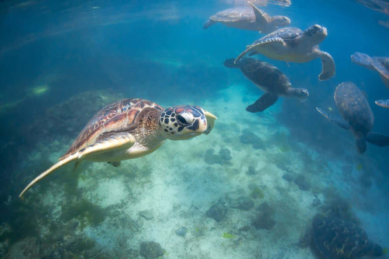 Tortues marines dans les eaux de l'océan Indien à Zanzibar