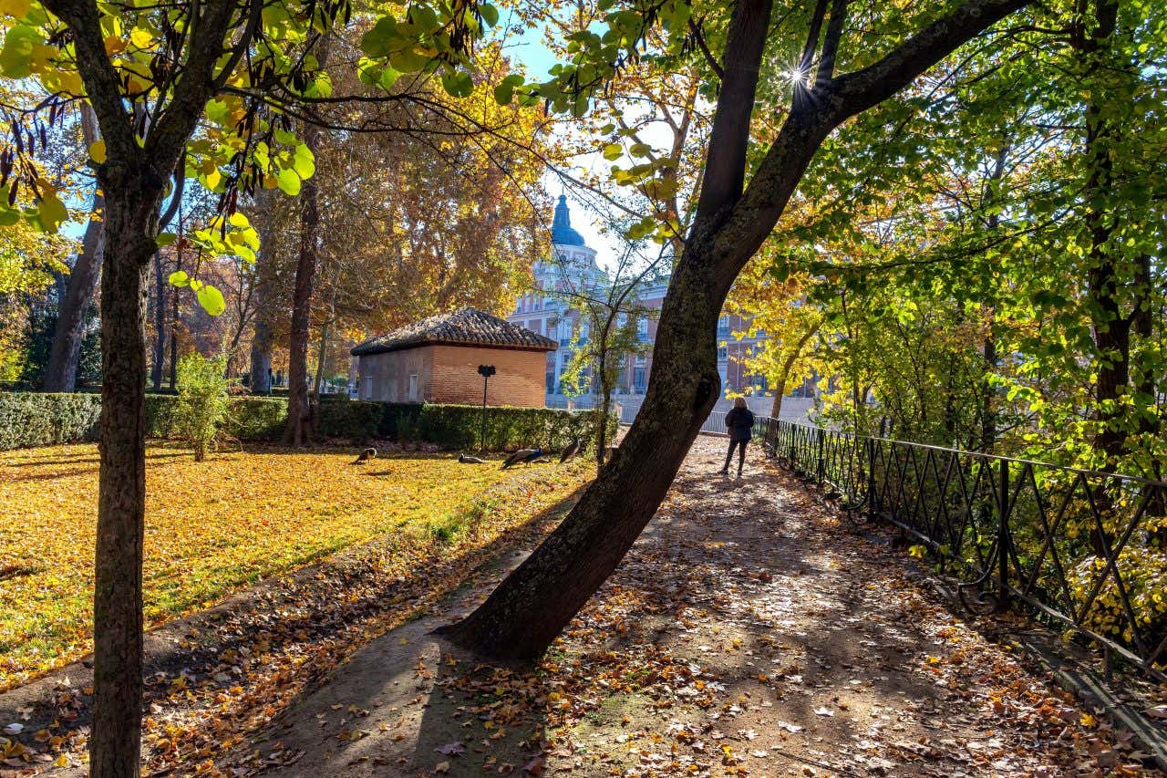 Un chemin pavé couvert de feuilles d'automne, une personne se tenant au loin, le chemin bordé d'autres arbres aux feuilles jaunes à Aranjuez