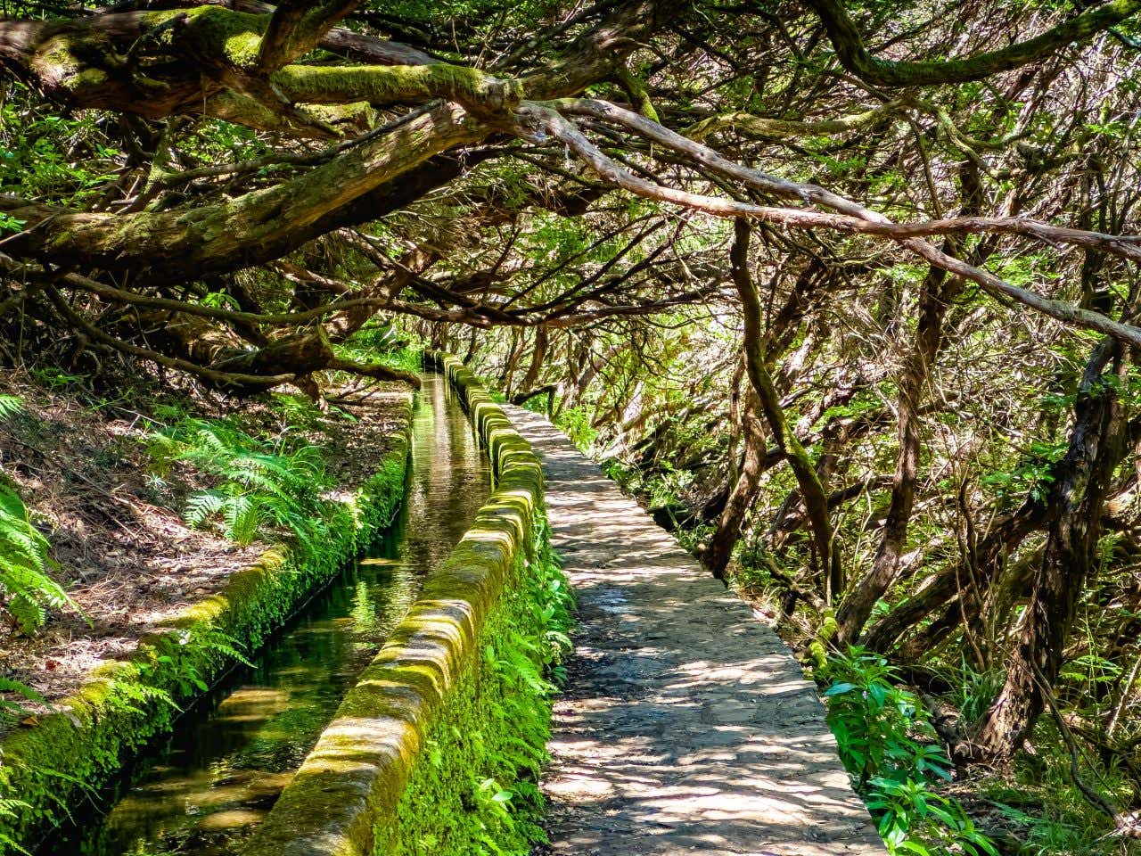 Sentier au bord d'une levada à Madère, sous les arbres