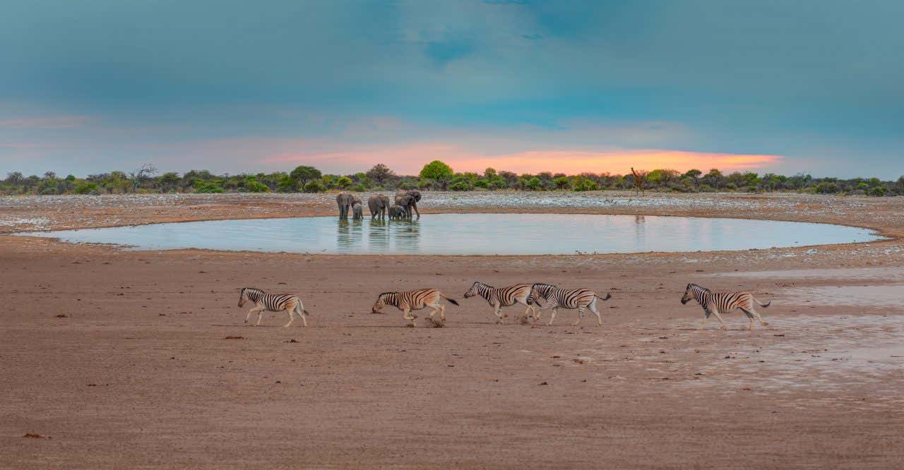 Un gruppo di elefanti si abbevera in una possa d'acqua nella savana al tramonto, mentre i primo piano una mandria di zebre corre