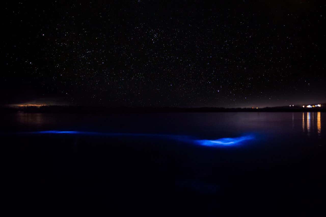 A dark night scene showing a body of water with distinct bright blue, glowing sections, indicating bioluminescence. The sky above is dark with visible stars, and faint lights are visible on the distant horizon.