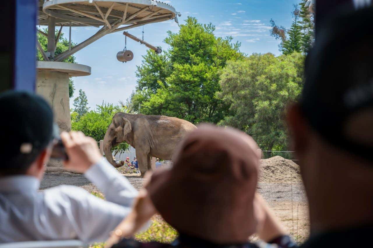 Unas personas tomando fotografías a un elefante en un zoológico