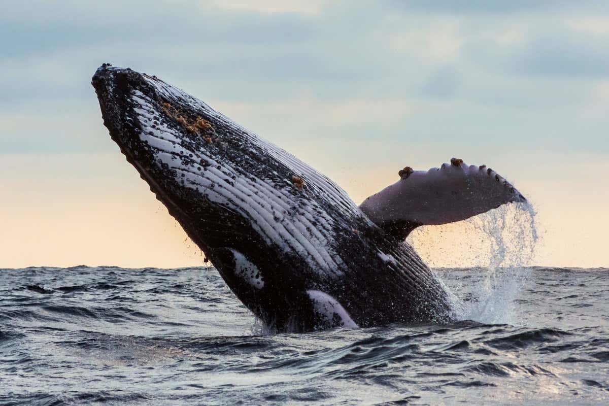 Ballena jorobada saltando en el mar, con el atardecer de fondo