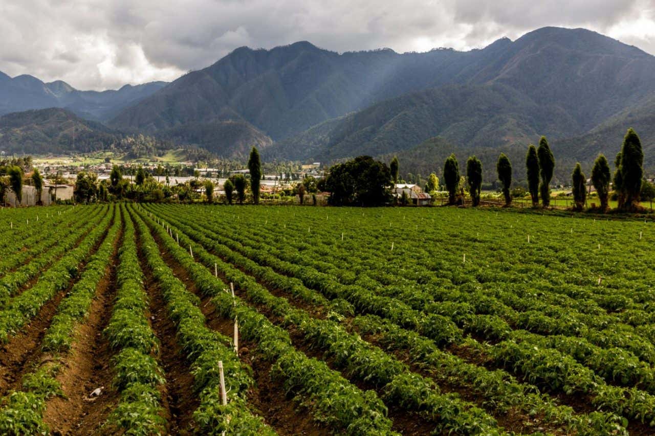 Plantaciones en medio de un valle montañoso cubierto de vegetación