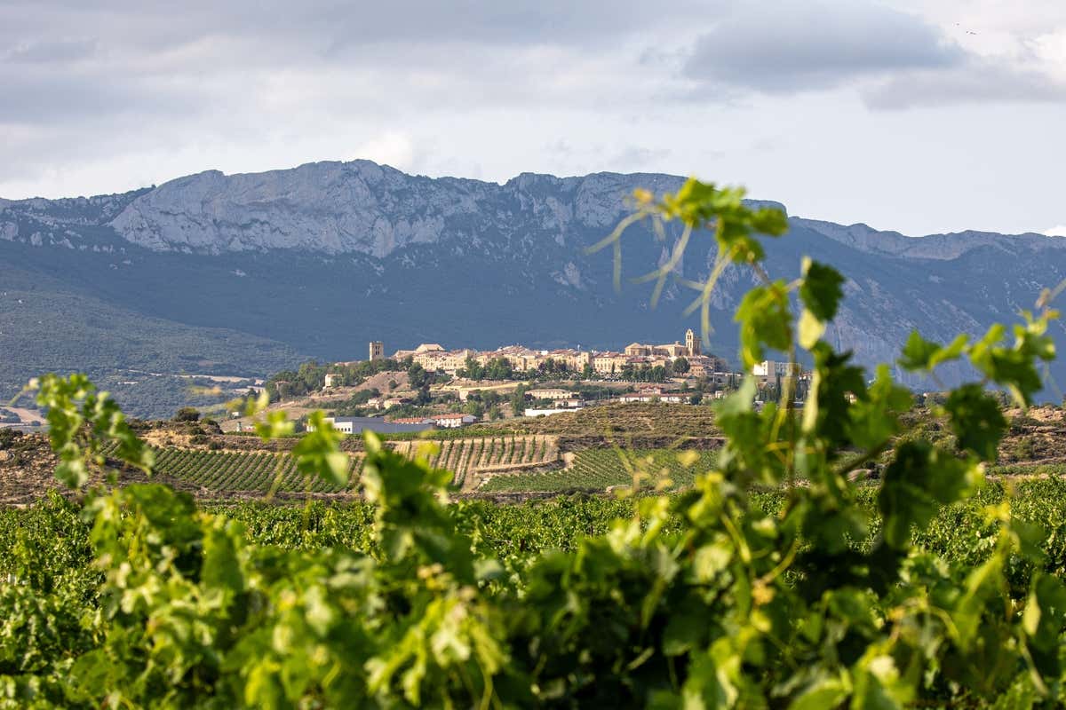 Viñedos en primer plano y el pueblo de Laguardia de fondo con unas montañas